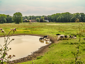 Kühe an einer Wasserfläche im Naturschutzgebiet
